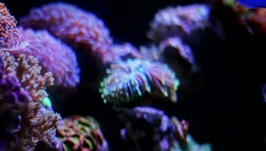 Stock Video Marine Life In A Fish Tan Animated Wallpaper