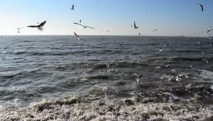 Stock Video Many Seagulls Flying On The Seashor Animated Wallpaper