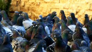 Stock Video Many Pigeons Together On The Street Slow Motio Animated Wallpaper