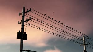 Stock Video Many D Birds Perched On Power Line Animated Wallpaper
