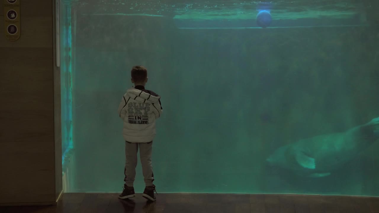 Download Stock Video Manatee Swimming In An Aquariu Animated Wallpaper