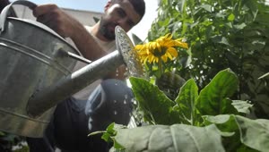 Stock Video Man Watering A Sunflower In His Garde Animated Wallpaper