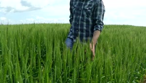 Stock Video Man Walking On A Green Wheat Fiel Animated Wallpaper