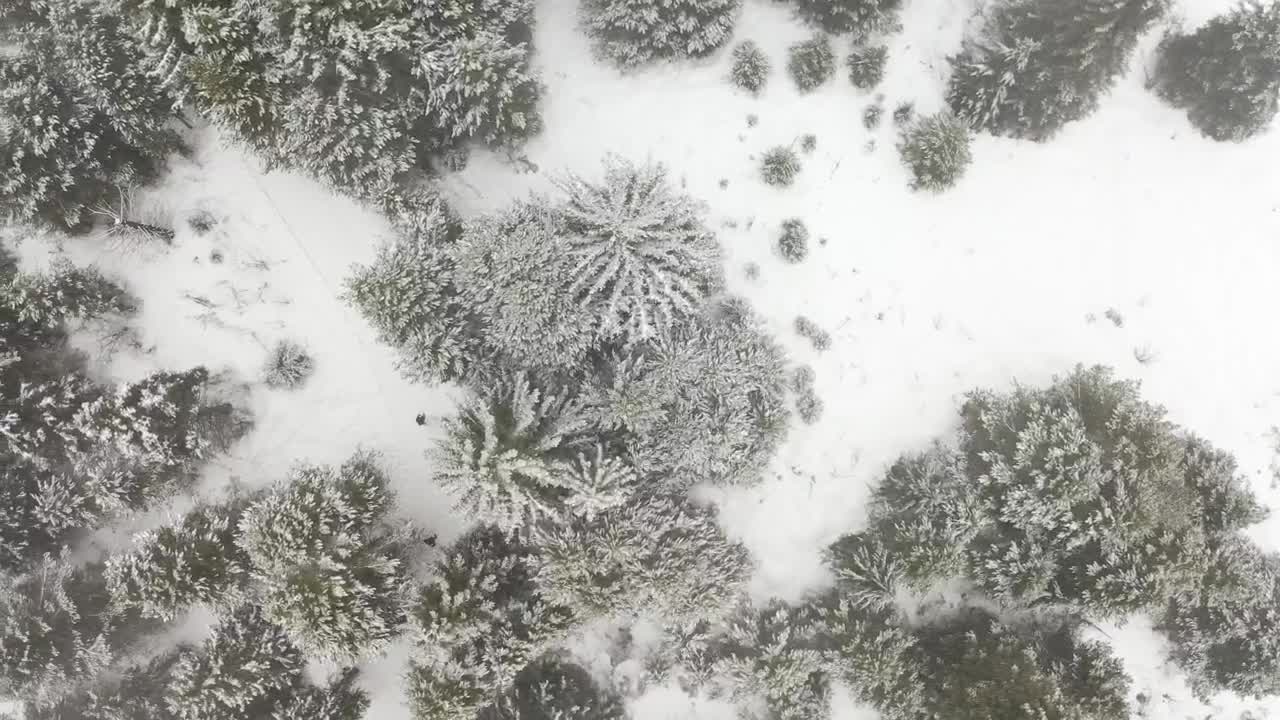 Download Stock Video Man Walking In A Snow Covered Pine Fores Animated Wallpaper