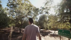 Stock Video Man Walking In A Park In Africa Tracking Sho Animated Wallpaper