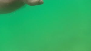 Stock Video Man Swimming In Greenish Water Animated Wallpaper