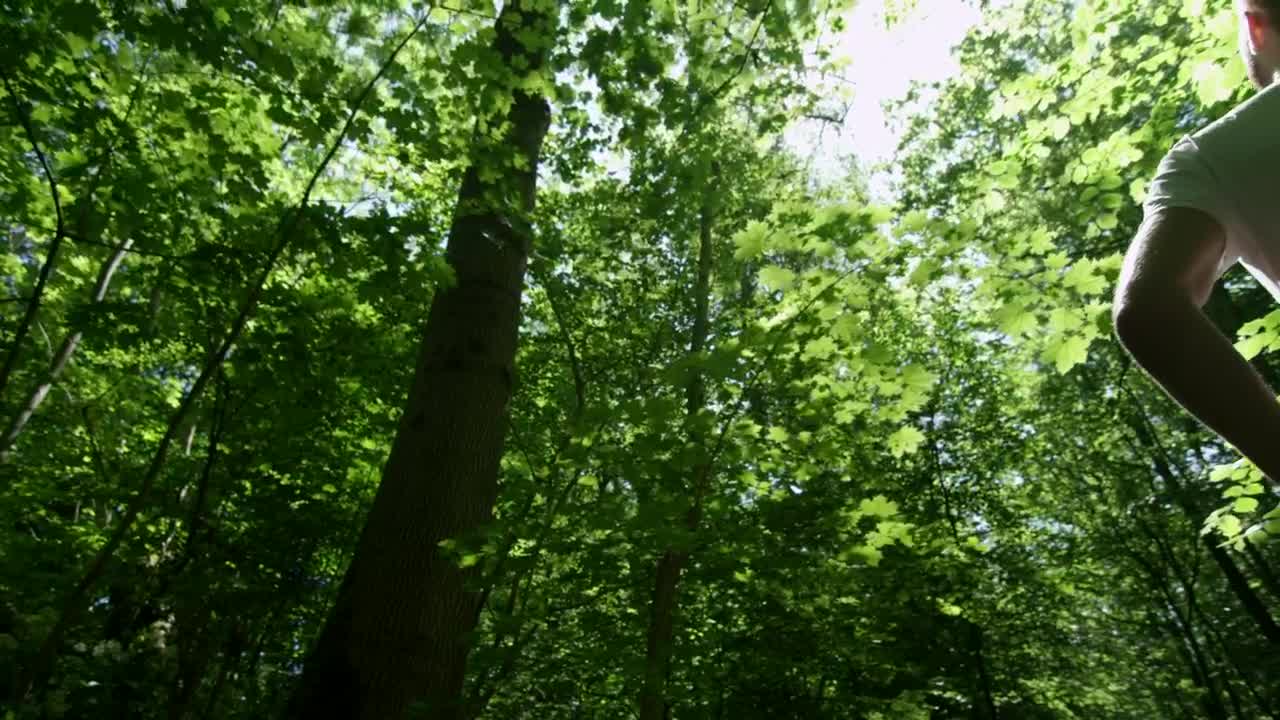 Download Stock Video Man Standing In A Fores Animated Wallpaper