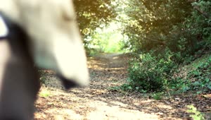 Stock Video Man Running Along A Path In A Sunny Fores Animated Wallpaper