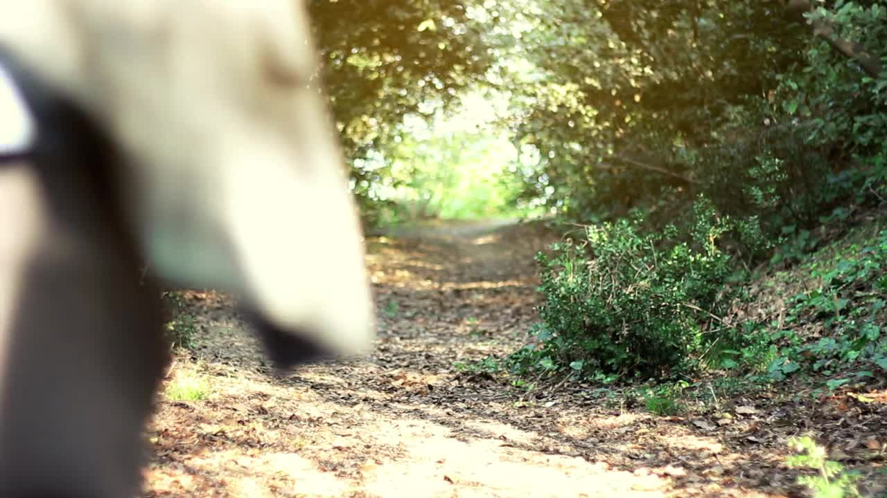 Download Stock Video Man Running Along A Path In A Sunny Fores Animated Wallpaper