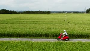 Stock Video Man Rides Red Scooter Through Green Farm Field Animated Wallpaper