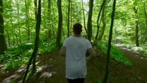 Stock Video Man Jogging Through The Tree Animated Wallpaper