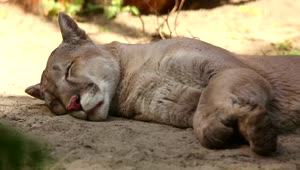 Stock Video Mountain Lion Resting On The Ground Live Wallpaper