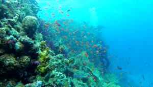 Stock Video Multi Colored Fish In The Reef Live Wallpaper