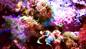 Stock Video Multicolored Coral Shot With Fish Projections Live Wallpaper