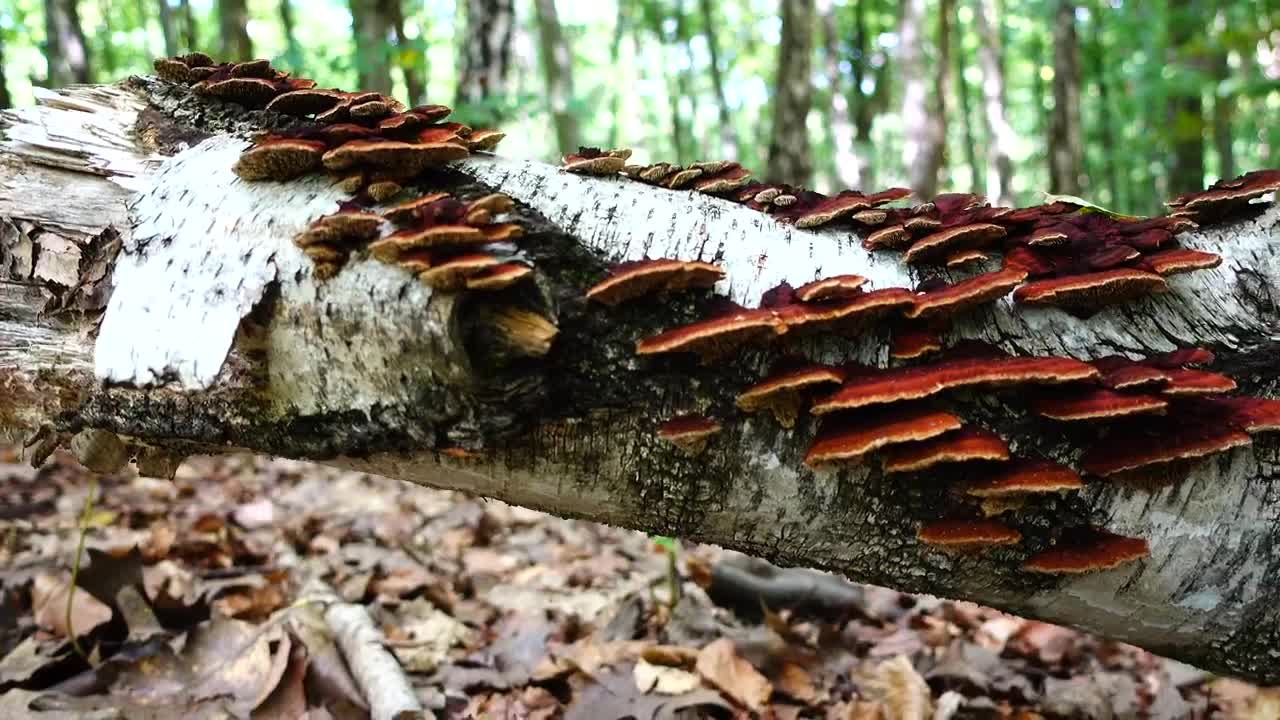 Download Stock Video Mushrooms Across A Fallen Tree Live Wallpaper