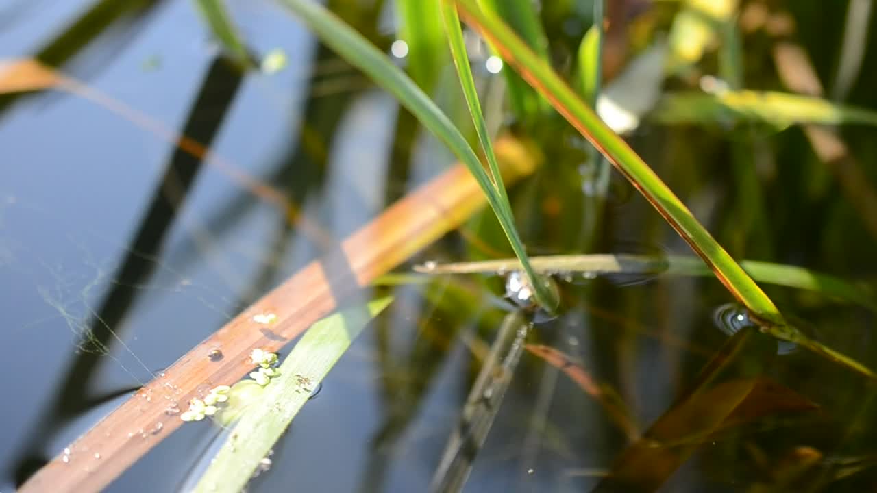Download Stock Video Natural Pond In The Mountains Live Wallpaper