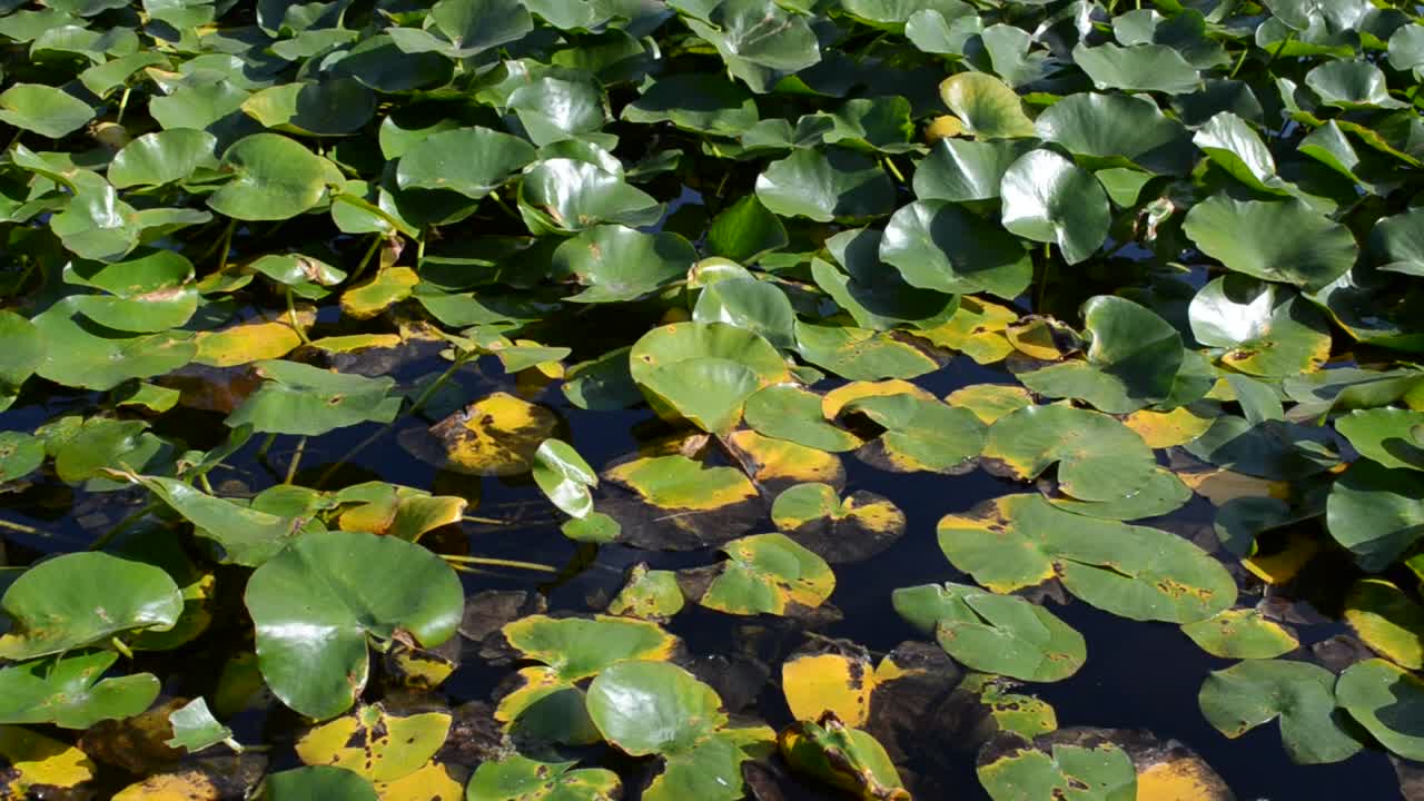 Download Stock Video Natural Pond Live Wallpaper