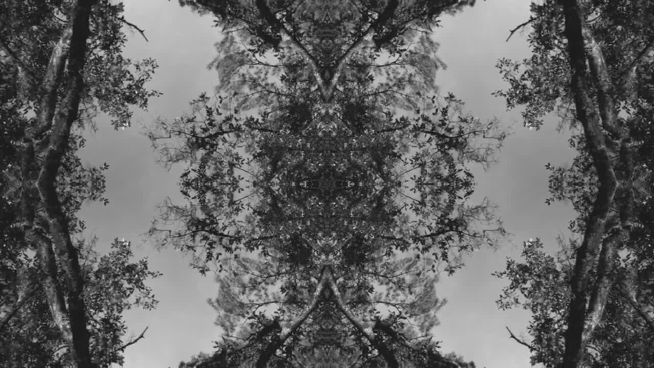 Download Stock Video Nature In The Park Live Wallpaper