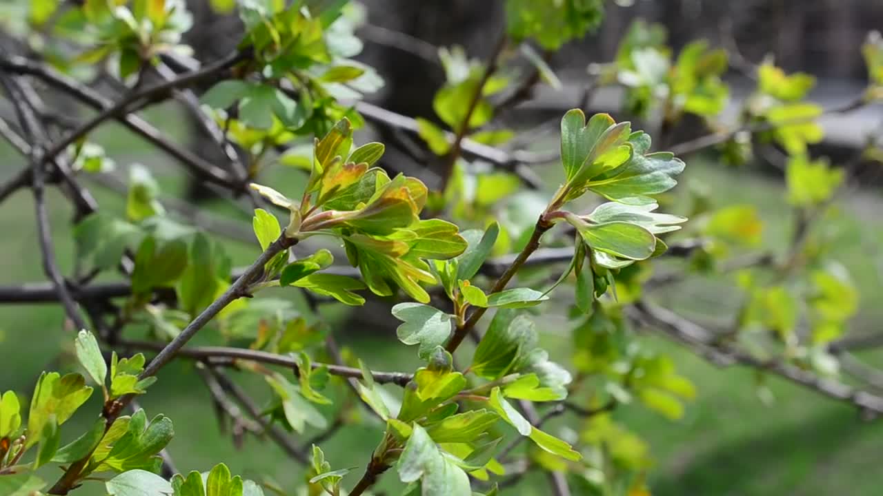 Download Stock Video New Leaves On A Tree Live Wallpaper