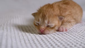 Stock Video Newborn Cat On A White Blanket Live Wallpaper
