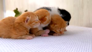 Stock Video Newborn Fluffy Kittens Live Wallpaper
