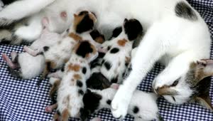 Stock Video Newborn Kittens Feeding On Mother Live Wallpaper