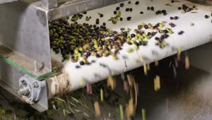 Stock Video Olive Conveyor Machine Close Up View Live Wallpaper