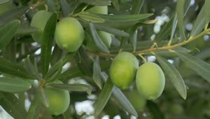 Stock Video Olives Growing In A Tree Live Wallpaper