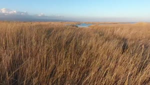 Stock Video Open Plain With High Grass And A Lake With Grass Live Wallpaper
