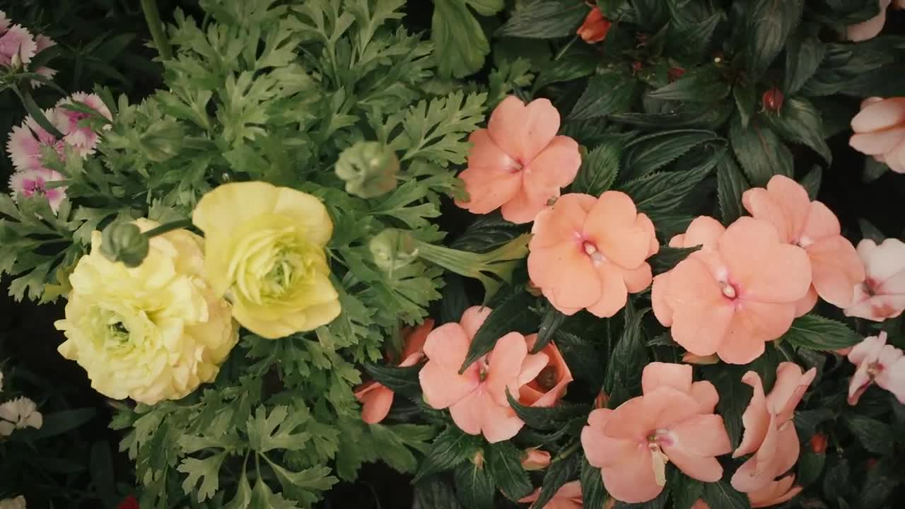 Download Stock Video Orange And White Flowers With Green Leaves Live Wallpaper