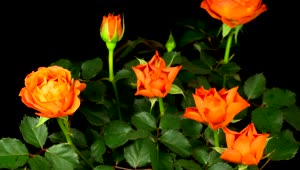 Stock Video Orange Rose Flower Opens On The Bush Live Wallpaper