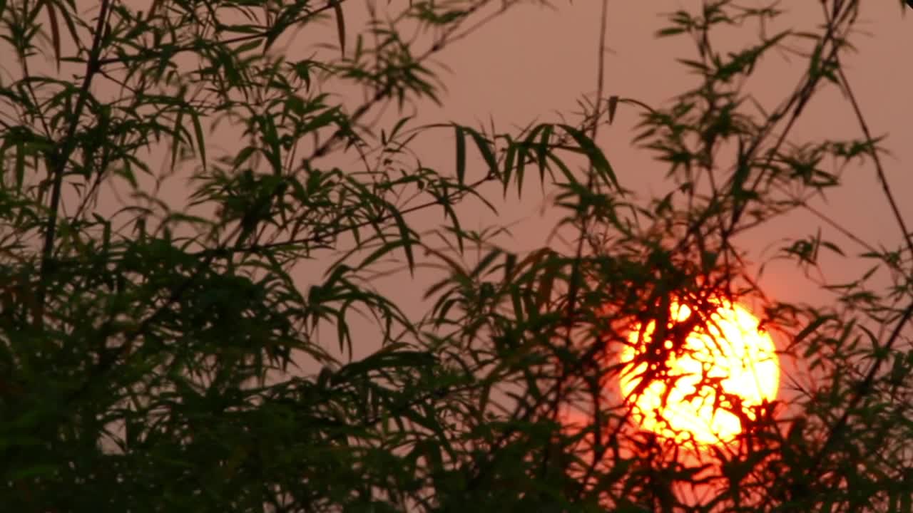 Download Stock Video Orange Sun Behind Leaves Live Wallpaper
