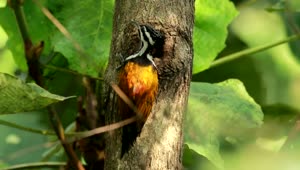 Stock Video Orange Woodpecker In A Tree Live Wallpaper
