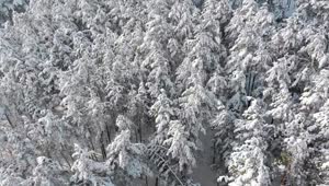 Stock Video Over The Treetops Of A Snowy Forest Live Wallpaper