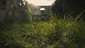 Stock Video Overgrown Garden And Ruins Live Wallpaper