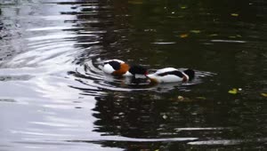 Stock Video Pair Of Wild Ducks Looking For Food In The Lake Live Wallpaper