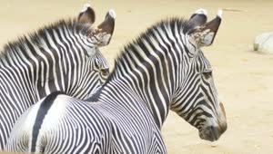 Stock Video Pair Of Zebras Looking At The Distance Live Wallpaper