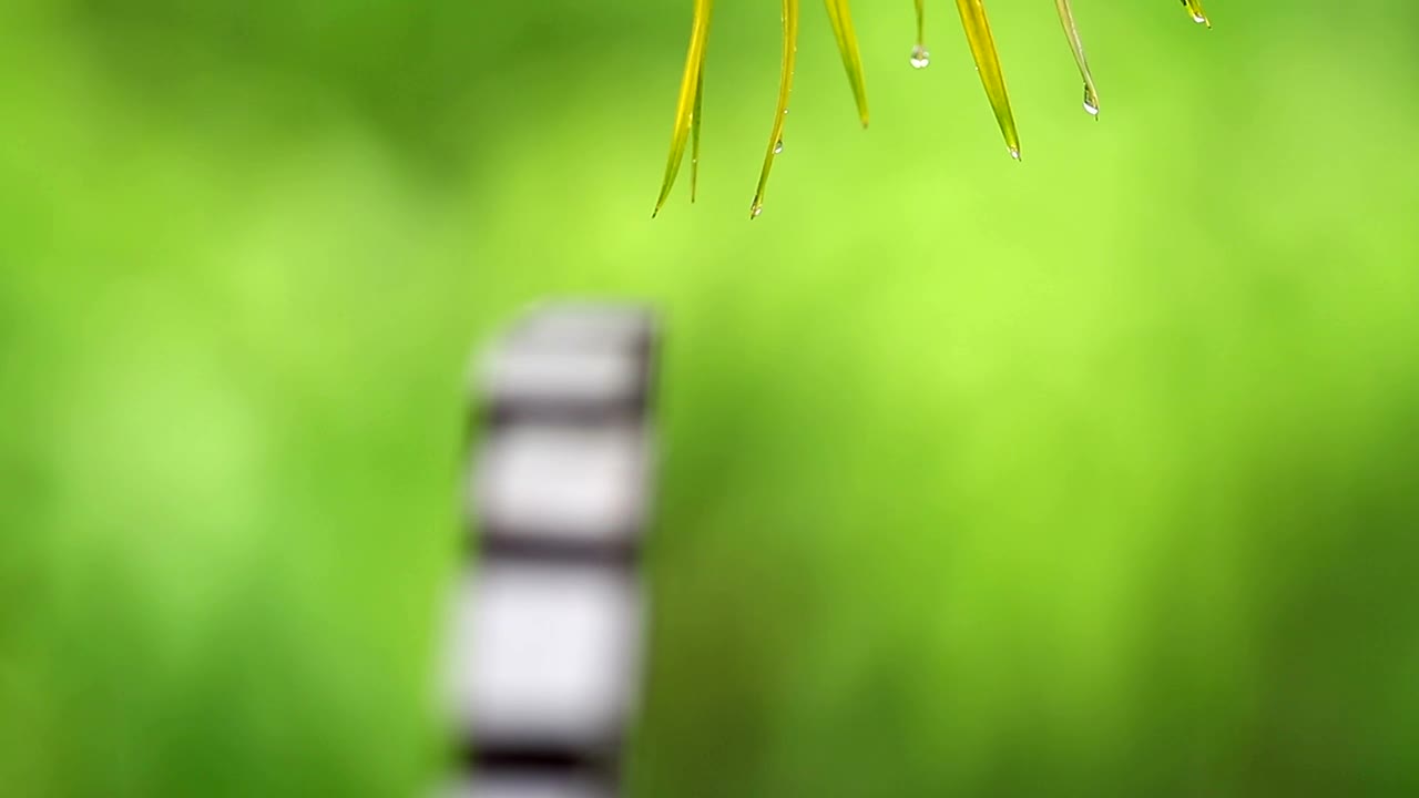 Download Stock Video Palm Leaves During The Rain Live Wallpaper