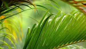Stock Video Palm Leaves Under A Gentle Rain Live Wallpaper
