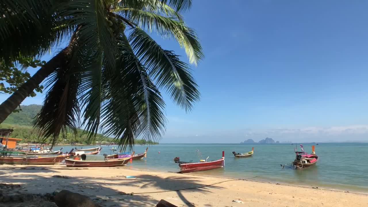 Download Stock Video Palm Shadows Across The Sand Live Wallpaper