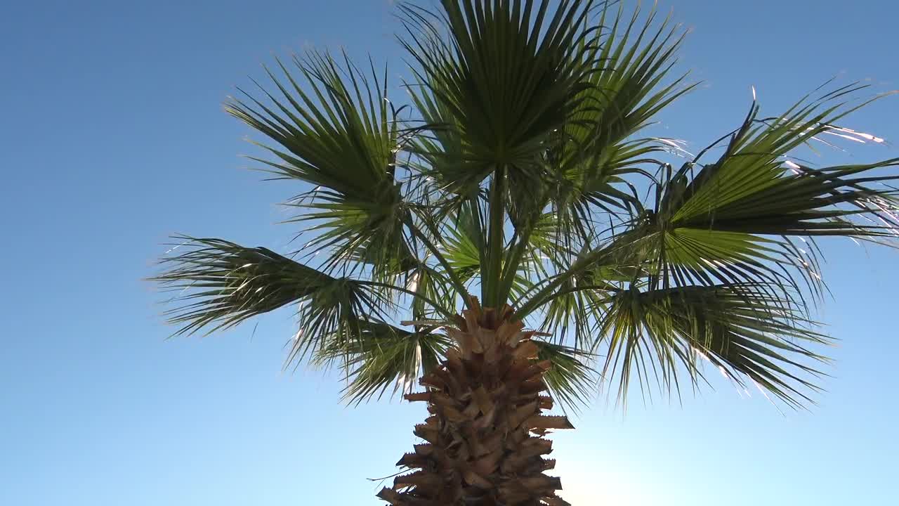 Download Stock Video Palm Tree Blowing In The Wind Live Wallpaper