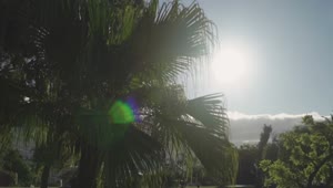 Stock Video Palm Tree Covering The Suns Rays Live Wallpaper