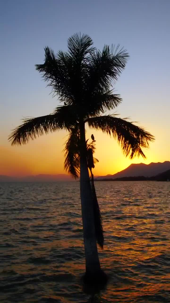 Download Stock Video Palm Tree In Front Of The Sun Live Wallpaper