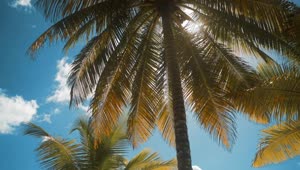 Stock Video Palm Tree On A Sunny Day Live Wallpaper