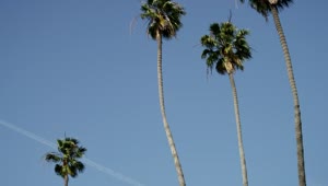 Stock Video Palm Trees And Clear Blue Sky Live Wallpaper