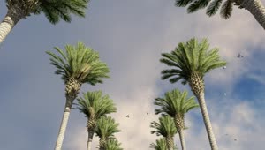 Stock Video Palm Trees With Seagulls And Clouds Overhead Live Wallpaper