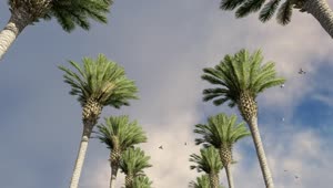 Stock Video Palm Trees With Seagulls Around On A Sunny Day Live Wallpaper