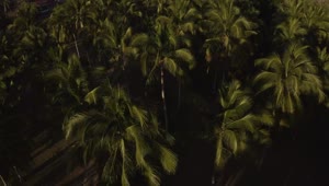 Stock Video Palm Treetops Live Wallpaper