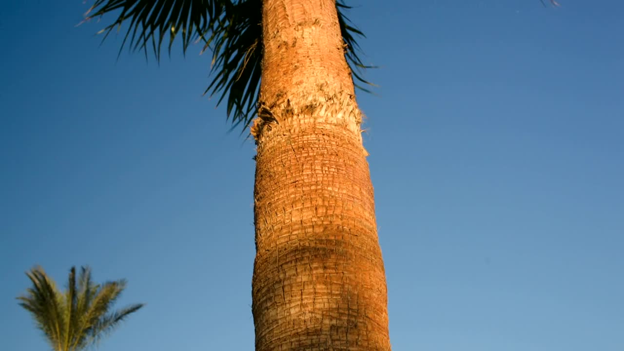 Download Stock Video Palms Blowing In A Tropical Wind Live Wallpaper