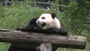Stock Video Panda In Captivity Feeding Live Wallpaper